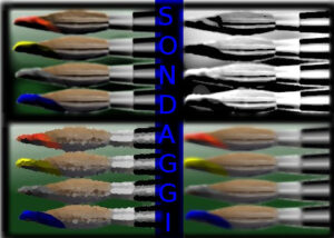Sondaggi